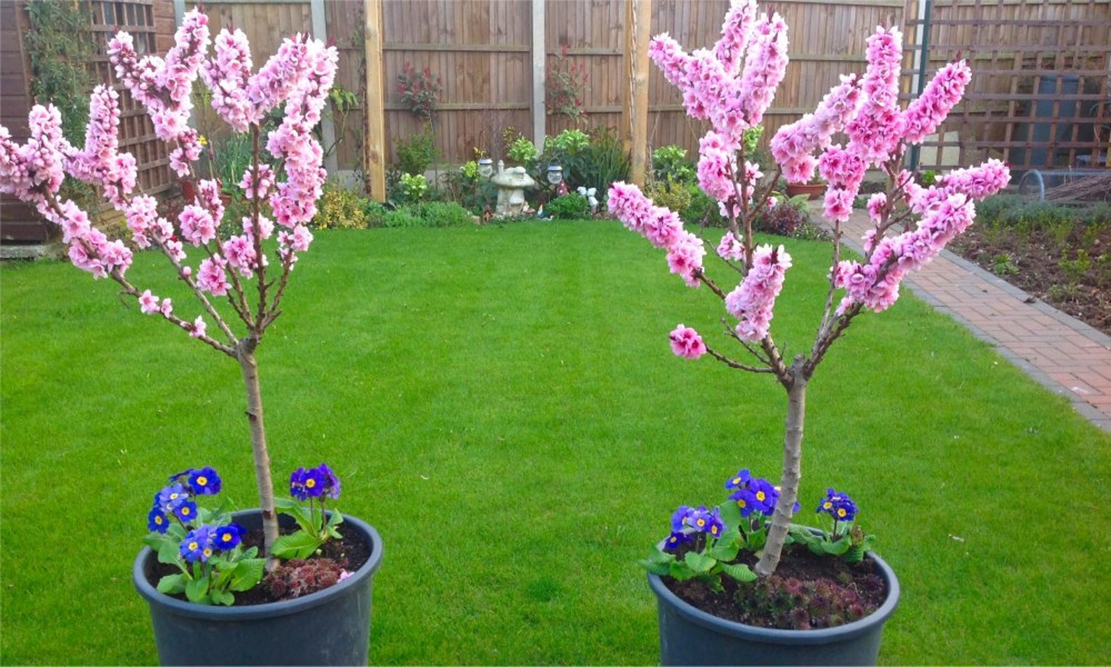 Crimson Bonfire Red leaf Patio Peach Tree Etsy