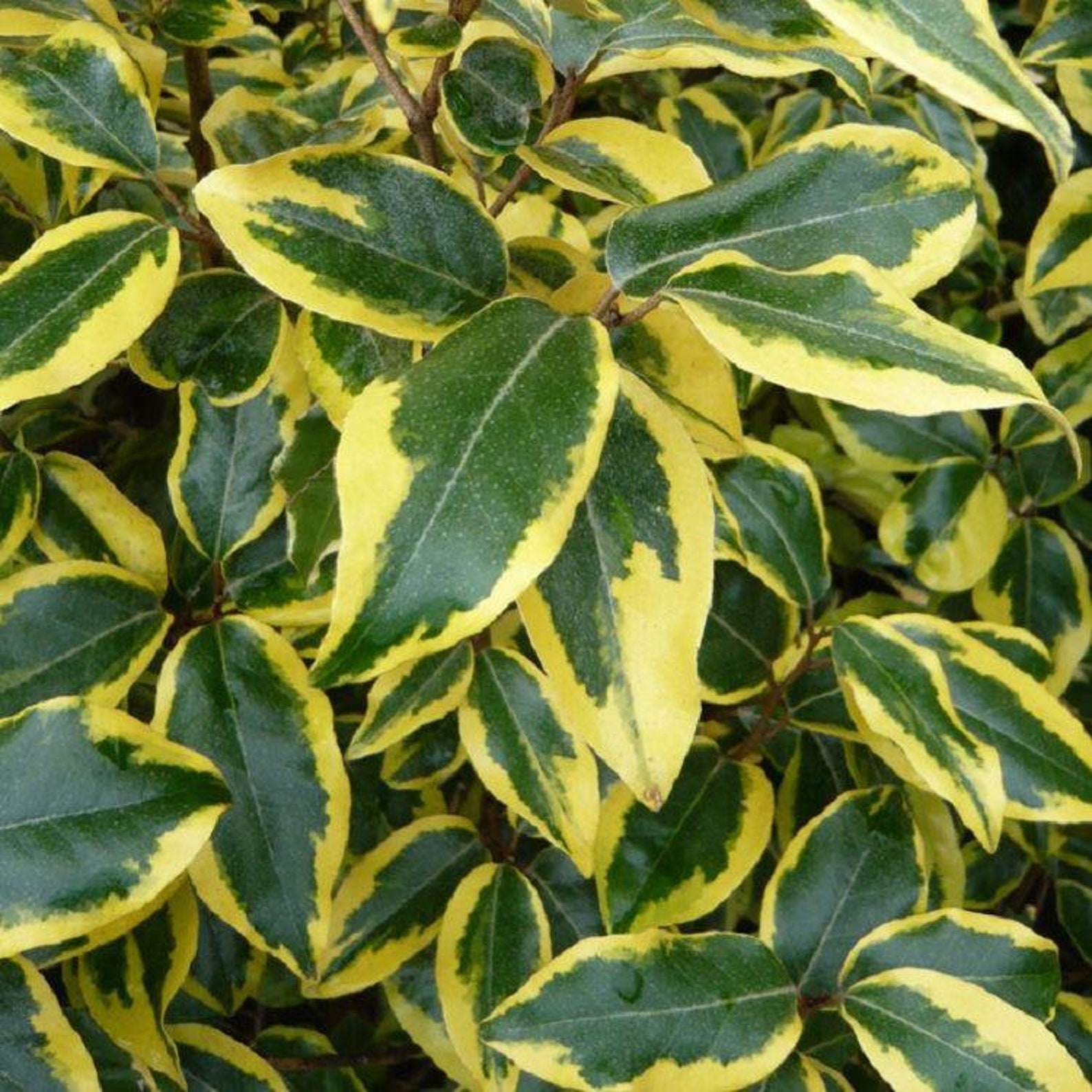 Elaeagnus ebbingei Gilt Edge Large evergreen approx Etsy