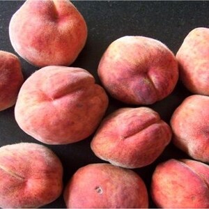 crimson bonfire peach