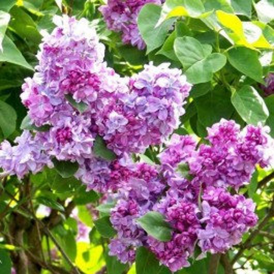 Fragrant Standard Lilac Tree Syringa vulgaris Katherine Etsy