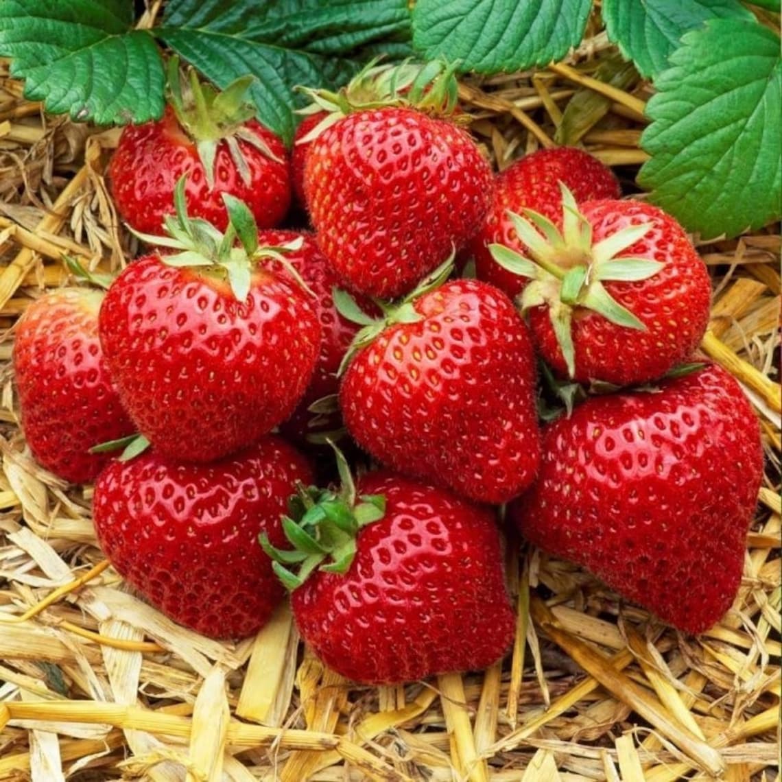 Strawberry Elsanta Pack of TEN Strawberry Plants Ideal for Etsy