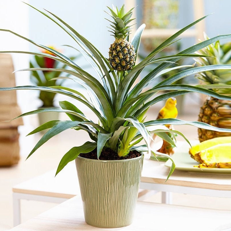 Ananas indoor Pineapple plant bromeliad supplied in Etsy
