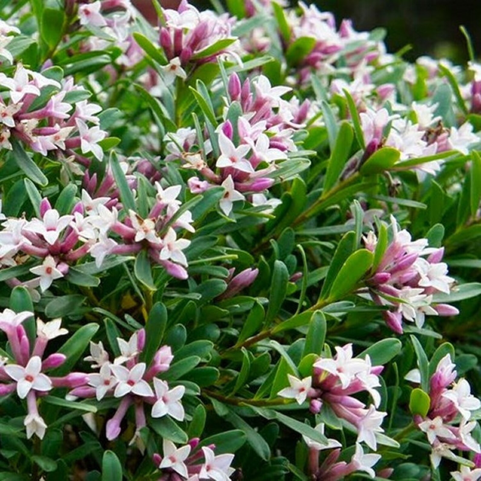 Daphne x transatlantica Eternal Fragrance Fragrant Evergreen Etsy