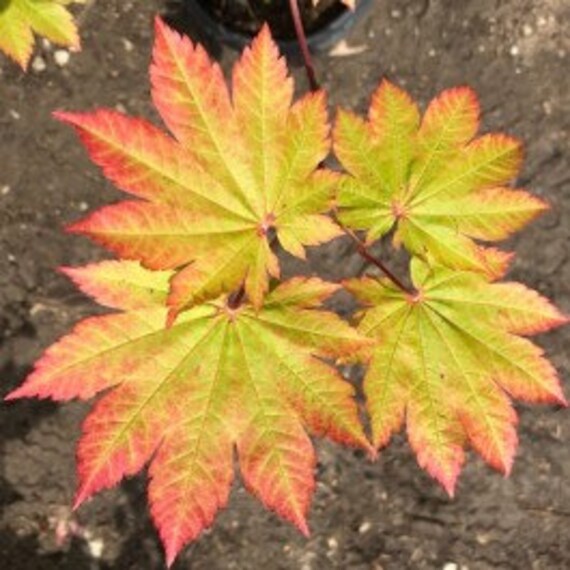 Fernleaf Fullmoon Maple 10 Seeds Acer Japonicum Bold And Beautiful Tree