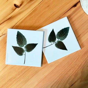 May include: Two white ceramic coasters with a dark green leaf design. The leaves are stylized and have a natural, organic look.