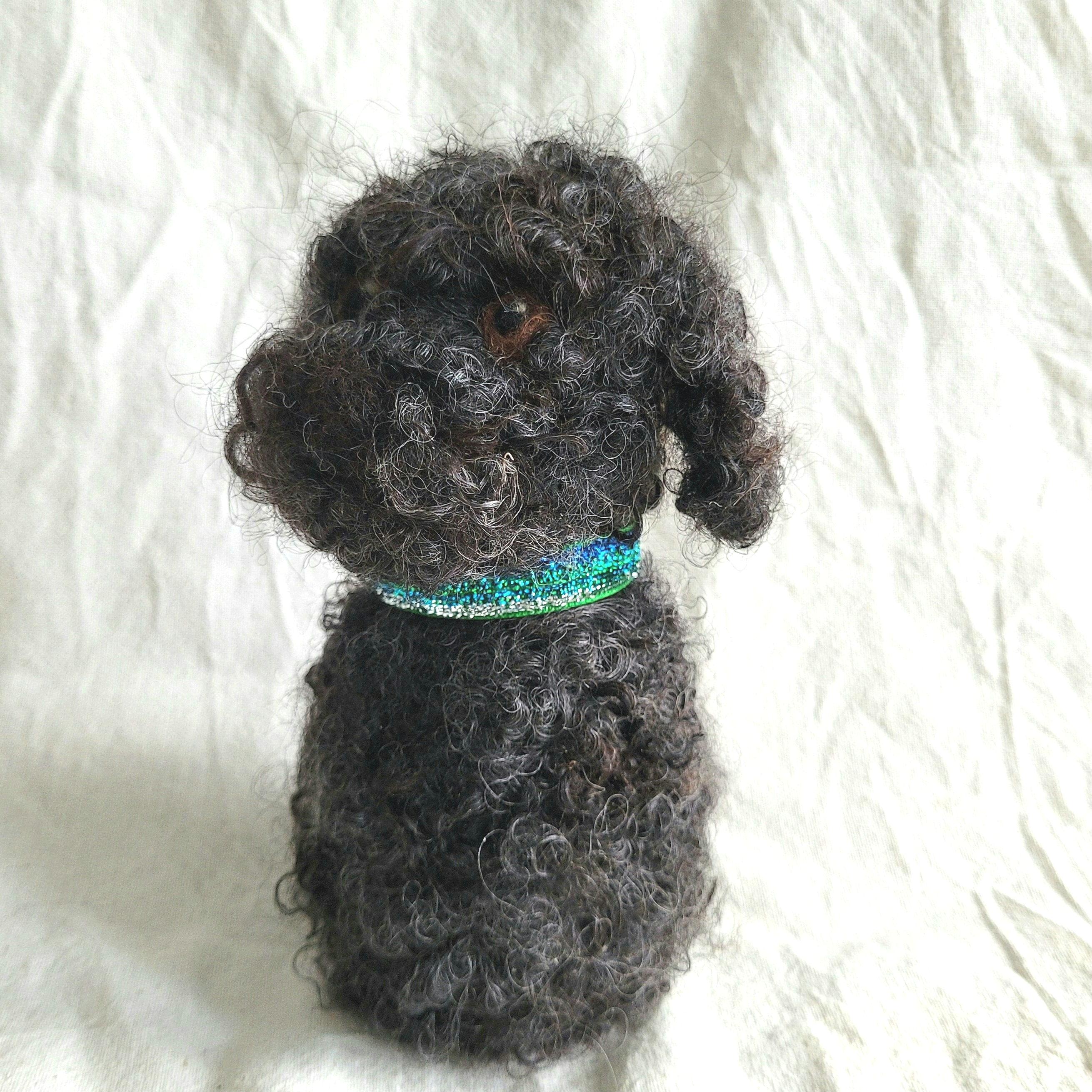 Black poodle items deals