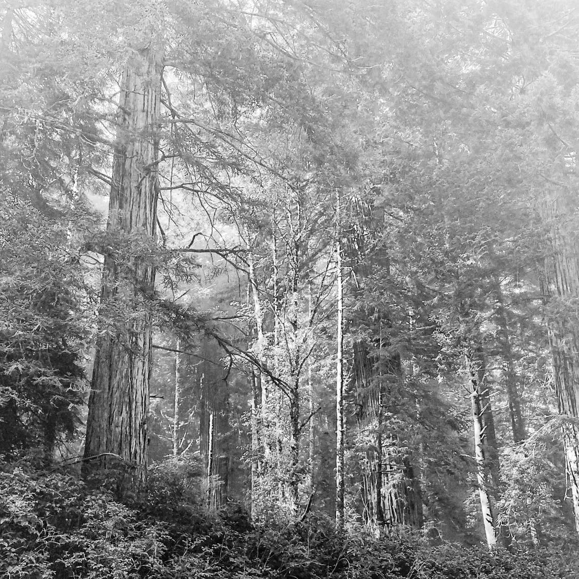 Redwoods Black and White Matted Photograph Etsy New Zealand