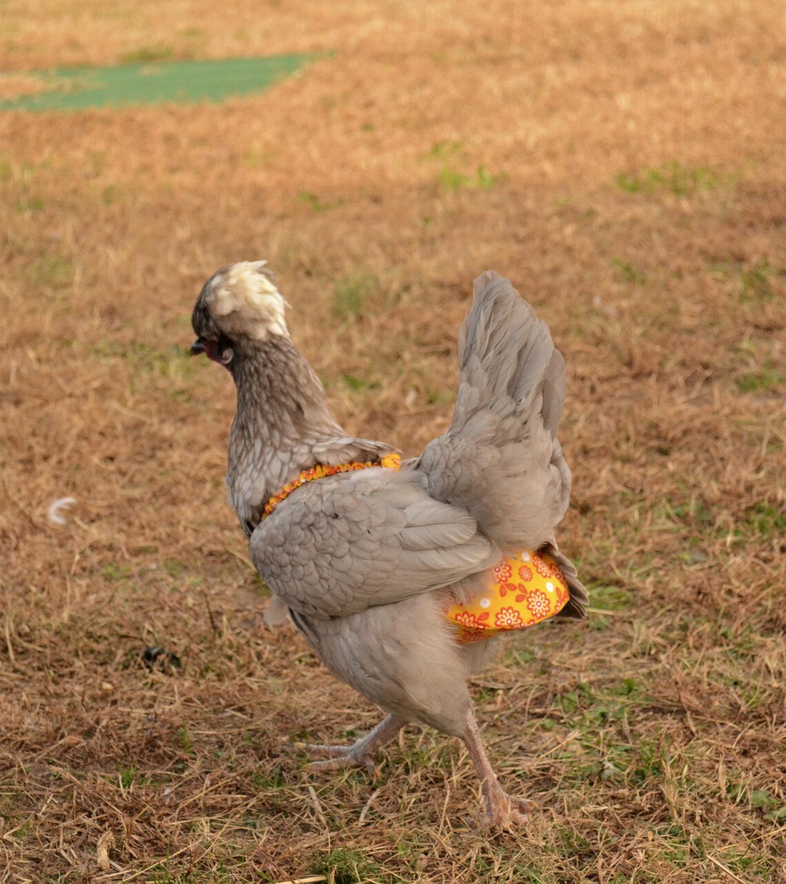 Chicken Diaper with Removeable Liner Etsy