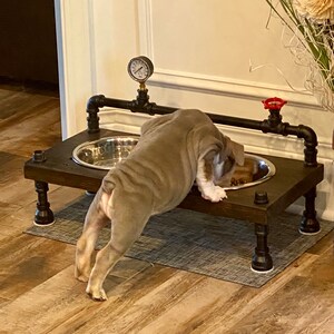 Cool online dog dishes