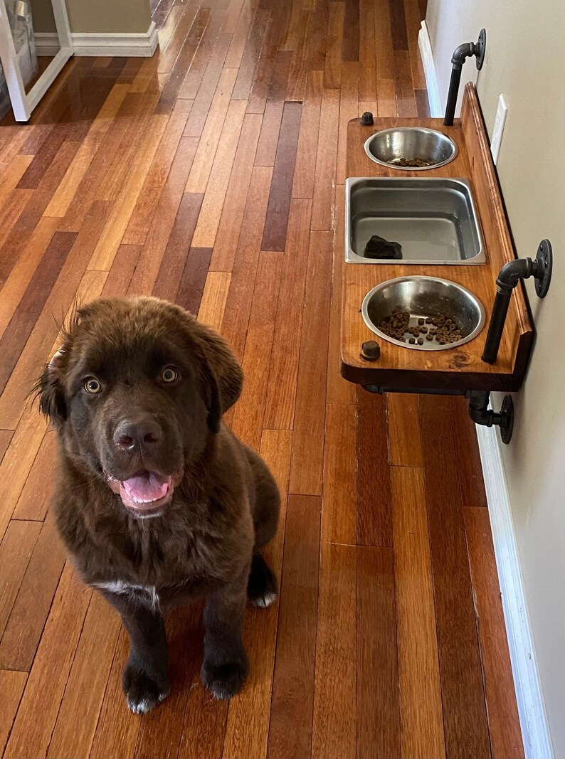 Floating water bin dual feeder: steampunk pet feeding station with two stainless bowls on a wooden platform beside a dog.