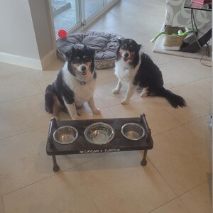 Two house cats near a low 3 bowl elevated dog feeder, wood and pipe construction, suited for multi-pet homes