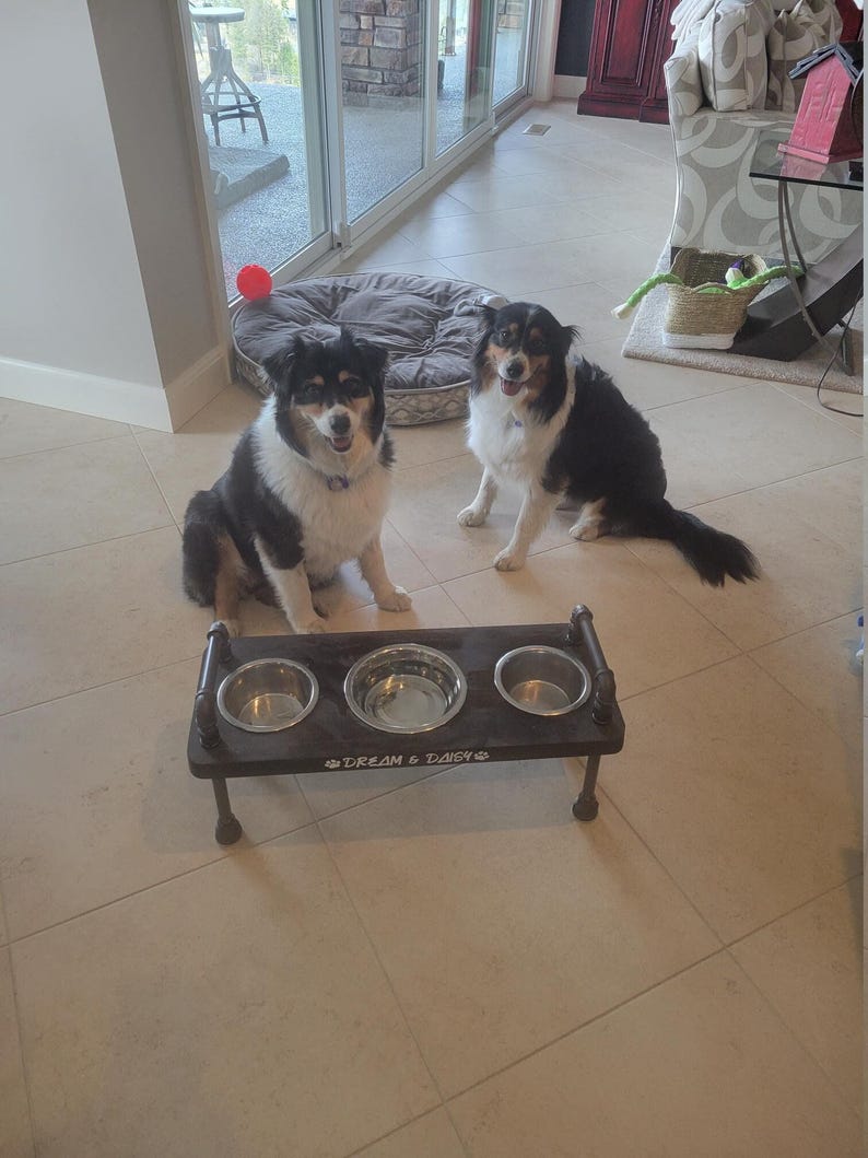 Two house cats near a low 3 bowl elevated dog feeder, wood and pipe construction, suited for multi-pet homes
