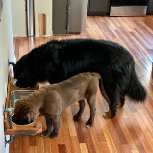 Floating water bin dual feeder: steampunk pet feeding station with two stainless bowls on a wooden platform beside a dog.