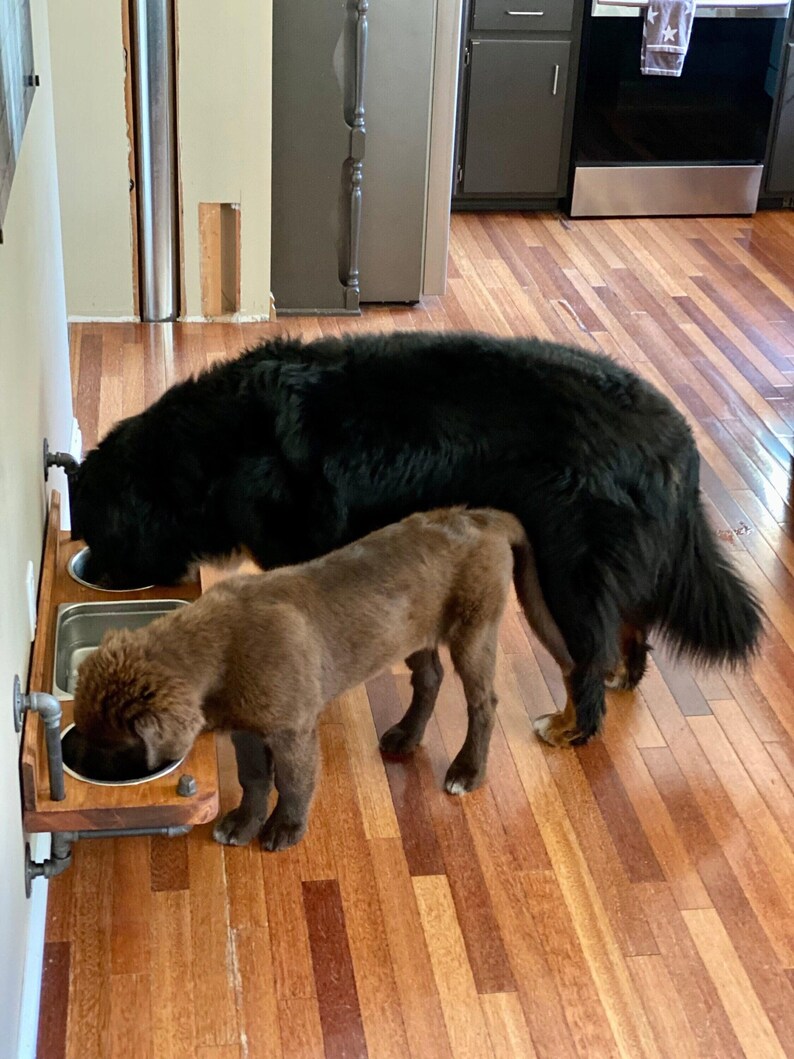 Floating water bin dual feeder: steampunk pet feeding station with two stainless bowls on a wooden platform beside a dog.