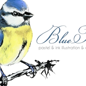 Clipart Mésange bleue oiseaux