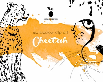 Cheetah clipart, African safari clipart, wild cats clipart, big cats, watercolour elements, hand drawn cheetah, png