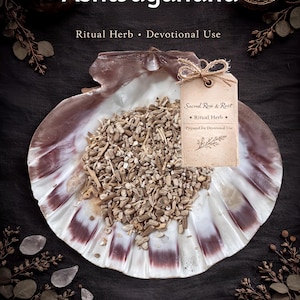 May include: Image of ashwagandha root pieces in a large shell. The shell is white and purple. A small tag with text that reads "Sacred Rose & Root" is tied to the shell. The text "Ashwagandha" is at the top of the image.