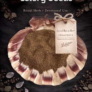 Knollenselleriesamen – Klarheit • Weissagung • ruhiger Geist – Ritualkraut | Heilige Rose & Wurzel