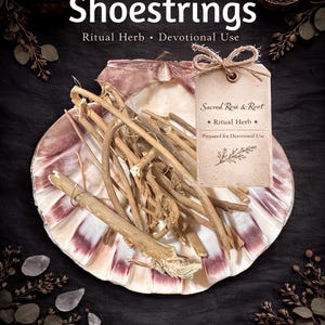 May include: An arrangement of Devil Shoestrings, a ritual herb, presented on a decorative shell. The image includes a tag with the text "Sacred Rose & Root" and "Ritual Herb". The background is dark with additional decorative elements.