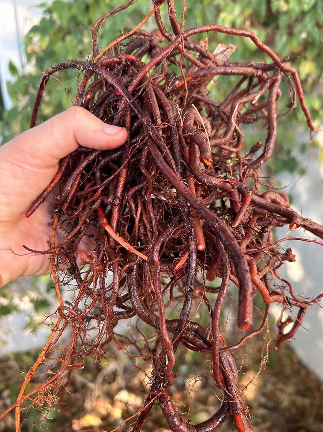 Madder Root Powder Natural Dye From Tamil Nadu, India 100g - Etsy
