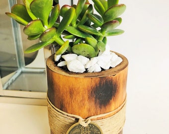Money Plant Etsy - jade plant money plant feng shui plant feng shui decor money amulet plant for desk plant for gift house warming gift mothers day gift