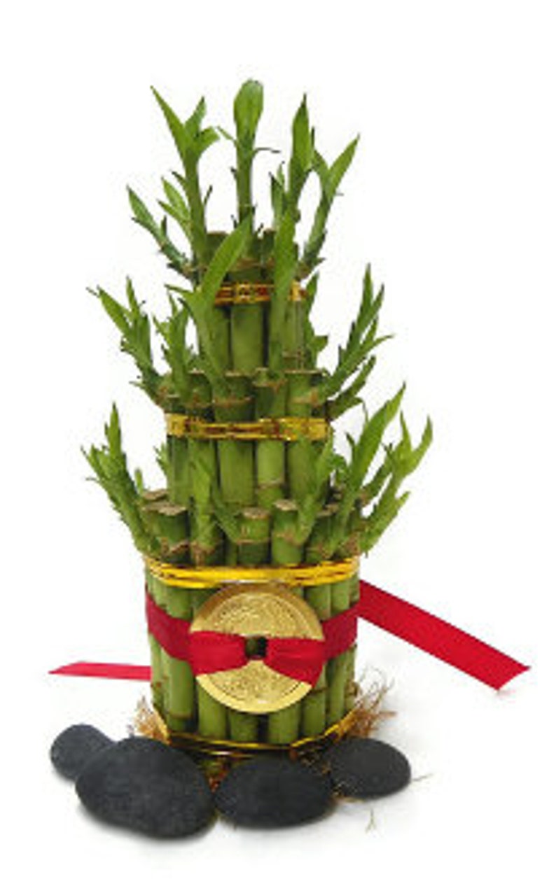 Lucky Bamboo 2 Tier Bamboo Home Decoration Plant For Desk Etsy