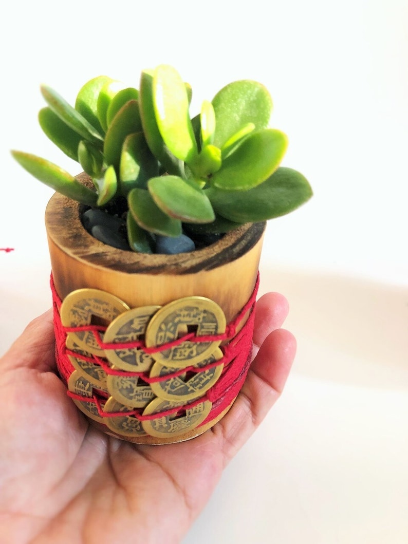 Money Plant With 9 Coins Feng Shui Plant Jade Plant Feng Shui For Money Feng Shui Coins Chinese Coins Wealth House Warming Gift