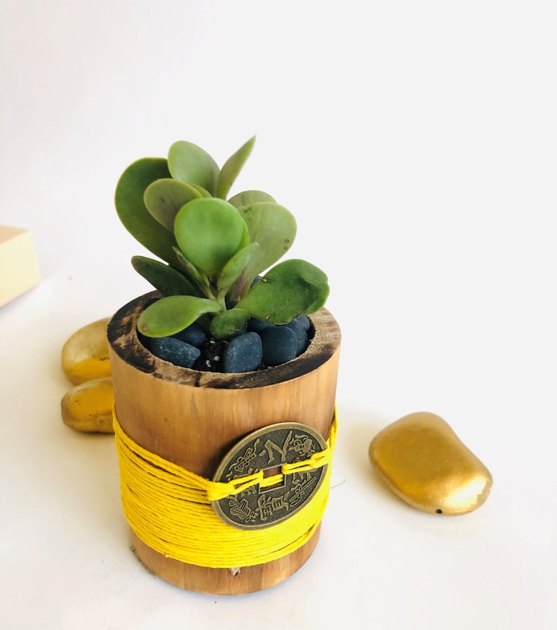 Jade Plantmoney Plant For Desk Feng Shui Plant Teacher Etsy