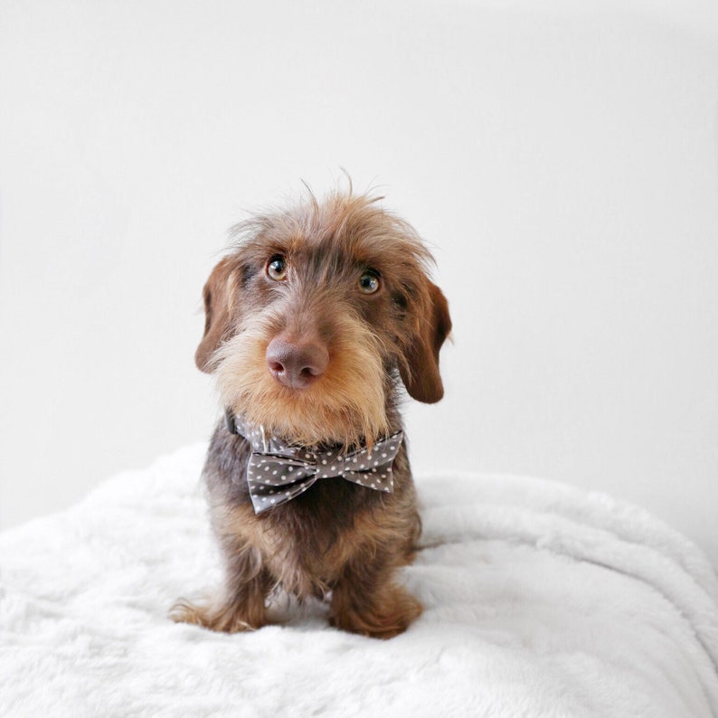 Grey Polka Dog Bow Tie