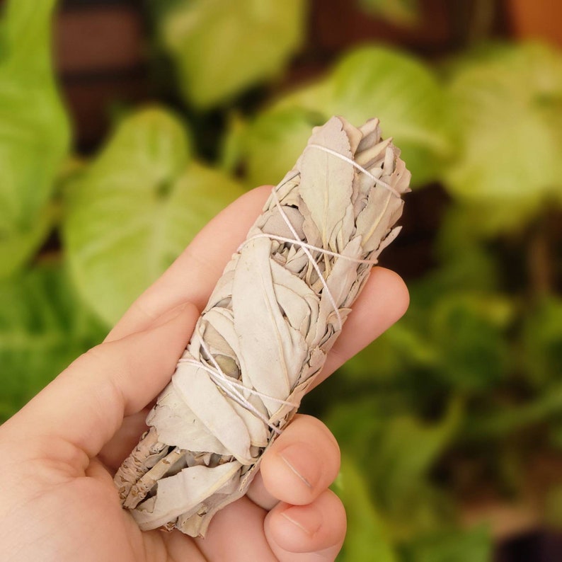 4 White Sage Bundle image 1