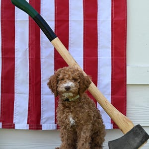 May include: A brown Goldendoodle puppy sits on a tree stump next to a large axe. The axe has a wooden handle and a black and green head. A red and white striped flag hangs in the background.
