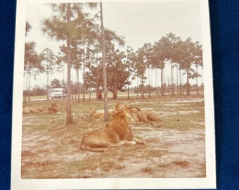 Löwen ruhen auf Preserve Woods Safari 1960er Jahre Vintage Farbfoto E1