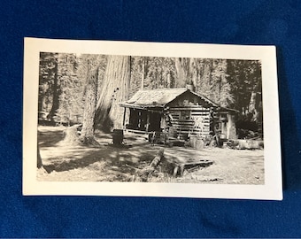 Hütte im Wald Soldier Creek Noir Trees Forest 1930er Jahre Vintage Schwarzweißfoto E1