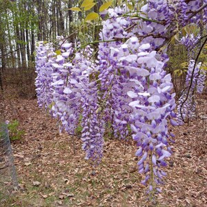 12 Wisteria Seeds