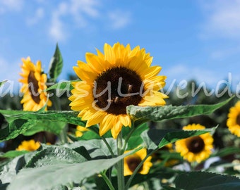 Sunflower digital photos
