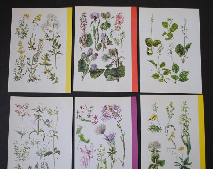 10 Vintage Botanical Mixed Colour Flowers and Plants Book - Etsy