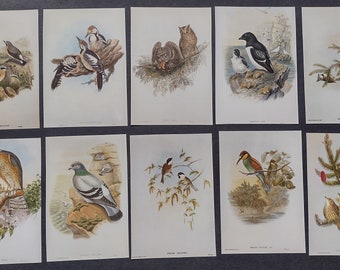 10 Vintage Bird Pictures by John Gould Ephemera for Junk Journals, Scrapbooks, Collage, Decoupage, Paper Crafts