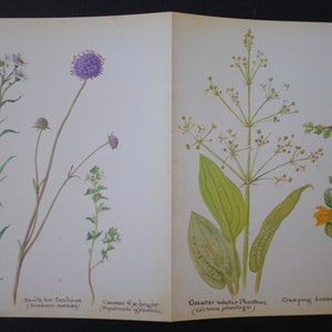 10 Country Diary Vintage Book Pages Edith Holden Botanical Illustrations, Junk Journals, Scrapbooks, Paper Crafts