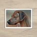 see more listings in the Dog cards section
