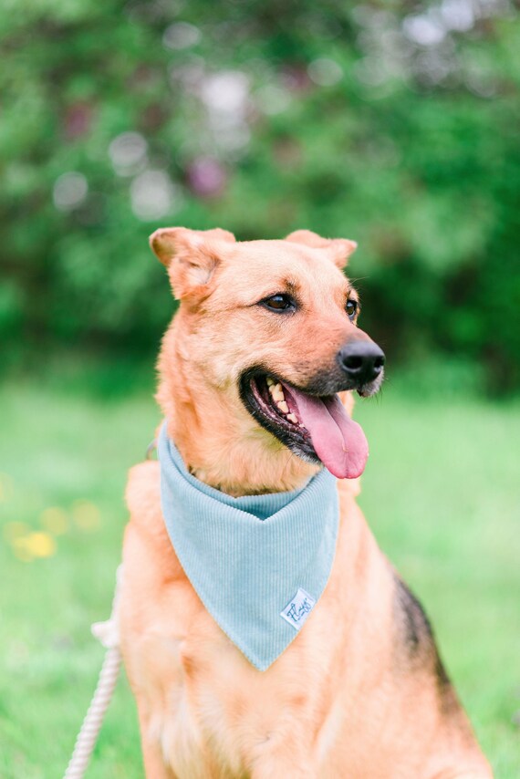 Corduroy Dog Bandana Pet Accessory Pastel Bandana Snap - Etsy Canada