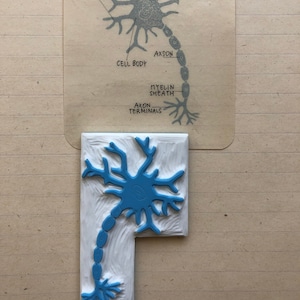 Neuronenzellstruktur, Anatomie des Menschen, Nervenzellschema, Lernstempel, Montessori inspiriert, handgeschnitzter Stempel