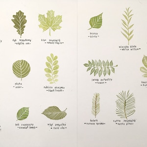 Common tree leaves stamp set of 17 specimens hand carved stamp, botanical stamp, montessori supplies, leaf identification, tree species