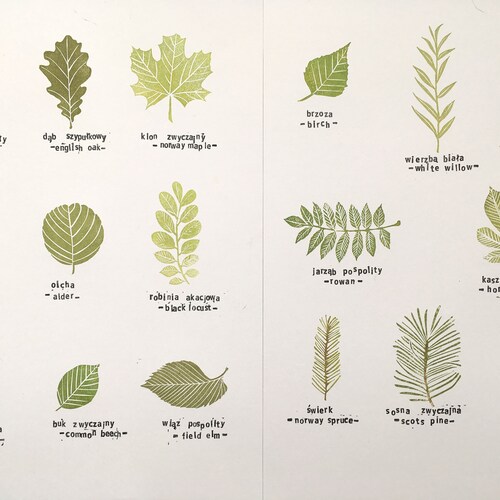 Common tree leaves stamp set of 17 specimens hand carved stamp, botanical stamp, montessori supplies, leaf identification, tree species