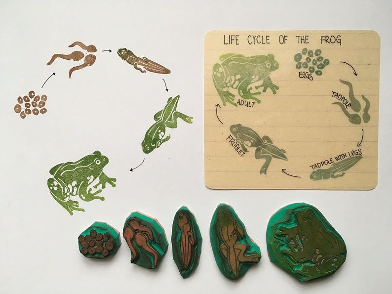 Frog Life Cycle Educational Stamp Set, Montessori Supplies for Kids, Nature Exploration , Developmental Play Tool, Frog life span image 7