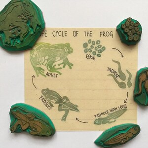 Frog Life Cycle Educational Stamp Set, Montessori Supplies for Kids, Nature Exploration , Developmental Play Tool, Frog life span image 5