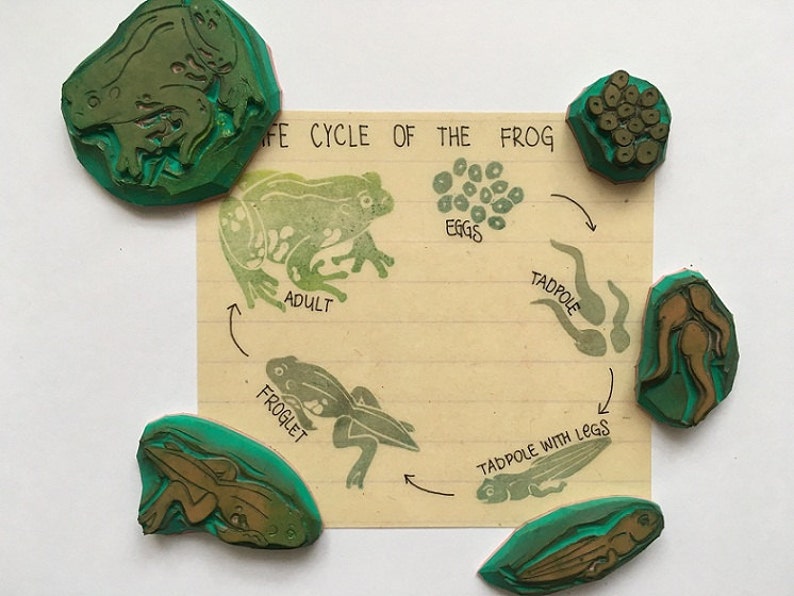 Frog Life Cycle Educational Stamp Set, Montessori Supplies for Kids, Nature Exploration , Developmental Play Tool, Frog life span image 5