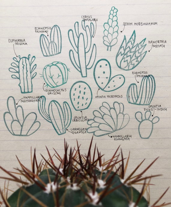 cactus mini stamp set succulent plant print botanic cactus rubber stamp set of 12 cactus botanical print stamp cacti stamp