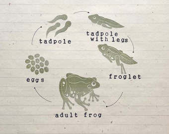 May include: A diagram showing the life cycle of a frog, starting with eggs, then tadpole, tadpole with legs, froglet, and finally adult frog.