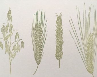 May include: Four different types of grain stalks are illustrated in a green color on a white background. The stalks are drawn in a simple, stylized manner.