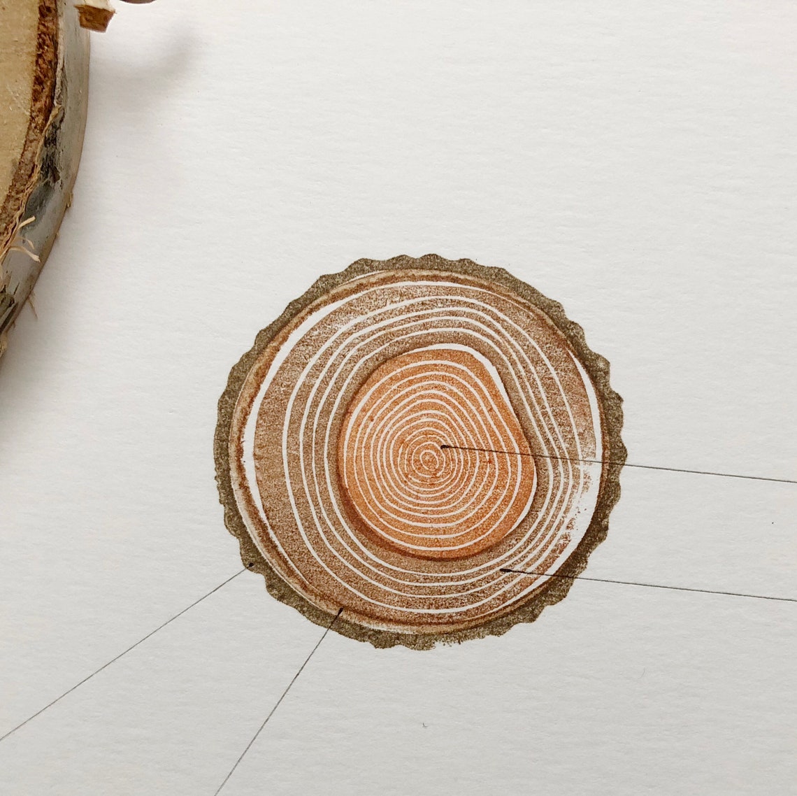 Anatomy of a tree / tree rings stamp set / hand carved rubber Etsy